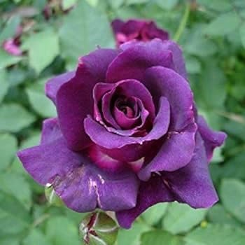 Violet Multi-Color Rose Flower Seeds for Planting – Heirloom, Non-GMO, High Germination Organic Garden Seeds