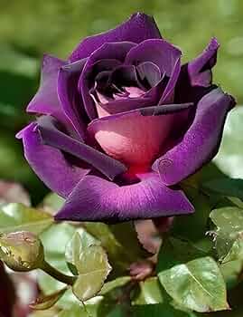 Violet Multi-Color Rose Flower Seeds for Planting – Heirloom, Non-GMO, High Germination Organic Garden Seeds