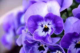 Violet Pansy Flower Seeds for Planting - Heirloom, Non-GMO, High Germination Organic Garden Seeds