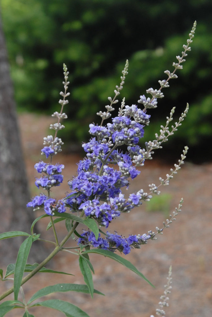 Vitex Agnus Flower Seeds for Planting – Heirloom Non-GMO, High Germination Organic Garden Seeds