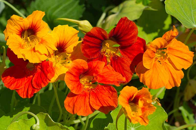 Burgundy Nasturtium Flower Seeds for Planting – Heirloom, Non-GMO, Sun Loving, High Germination