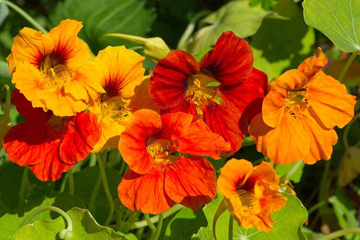 Burgundy Nasturtium Flower Seeds for Planting – Heirloom, Non-GMO, Sun Loving, High Germination