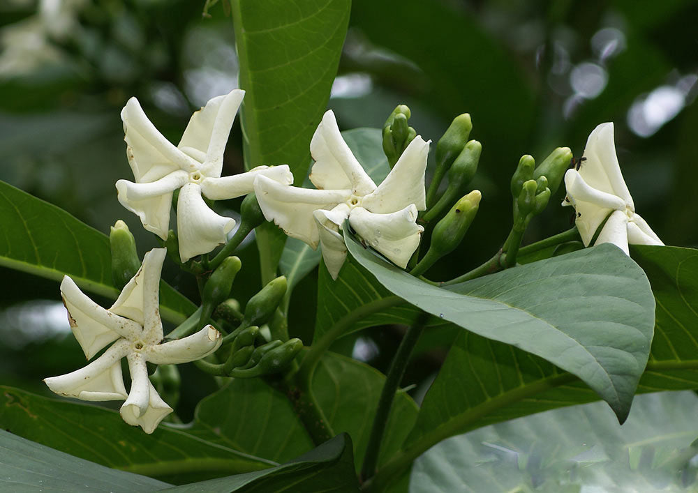 Voacanga Flower Seeds for Planting – Heirloom Non-GMO, High Germination Organic Garden Seeds, Fragrant Blossoms