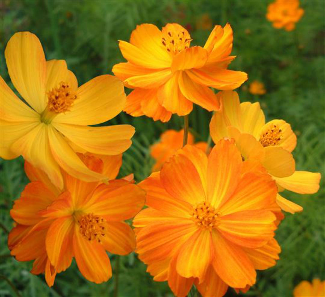 Light Orange Cerasus Flower Seeds for Planting - Heirloom, Non-GMO, High Germination Organic Garden Seeds
