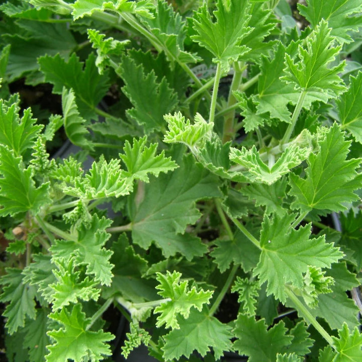 Army Green Univalve Geranium Flower Seeds for Planting – Garden Favorite, Heirloom & Non-GMO