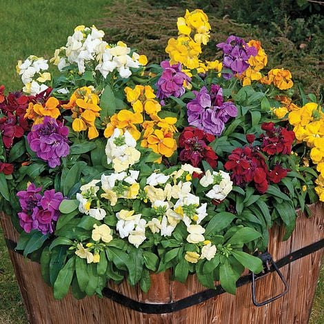 Mixed Cheiranthus Flower Seeds for Planting – Heirloom Non-GMO, High Germination Organic Garden Seeds