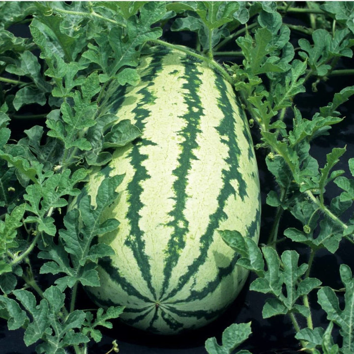 Klondike Striped Blue Ribbon Watermelon Fruit Seeds – Heirloom, Non-GMO Open-Pollinated Seeds for Garden Planting