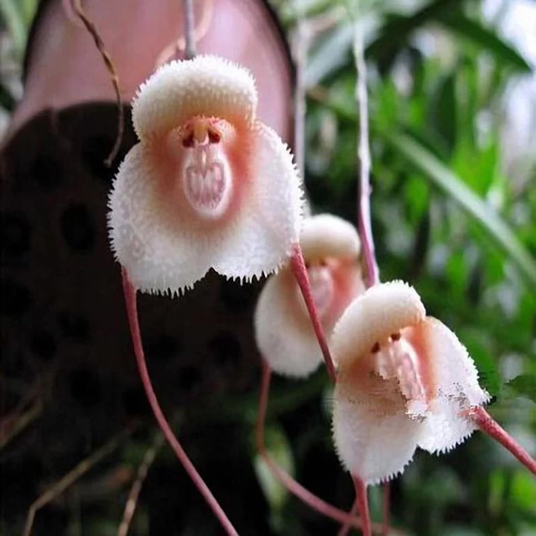 Monkey Face Light Pink Orchids Flower Seeds for Planting – Heirloom Non-GMO, High Germination Garden Seeds