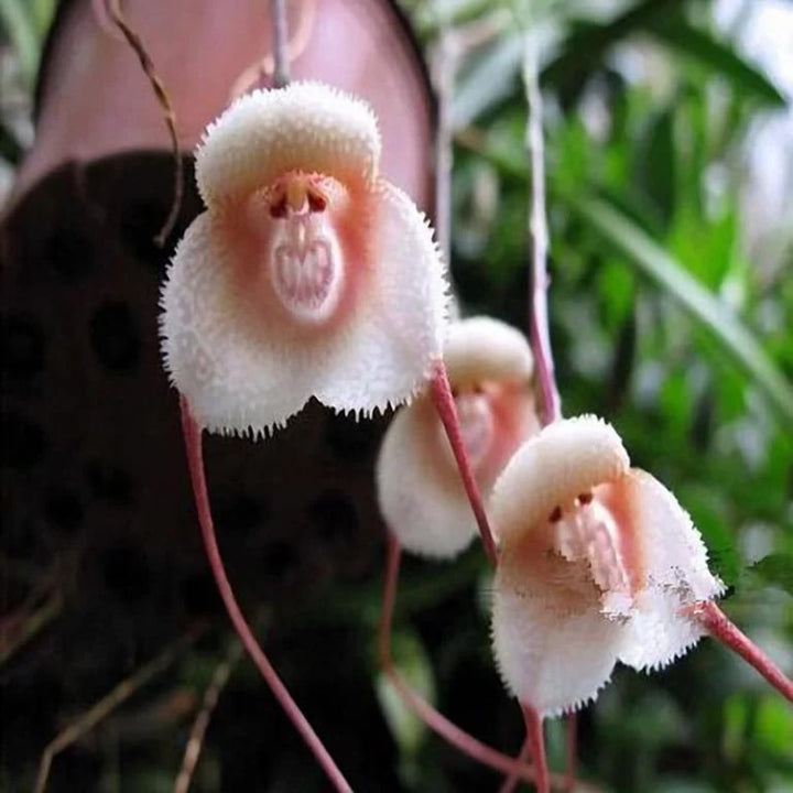 Monkey Face Light Pink Orchids Flower Seeds for Planting – Heirloom Non-GMO, High Germination Garden Seeds
