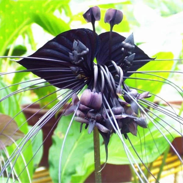 Flower Seeds, Seeds,Seeds For Planting,Plant Seeds