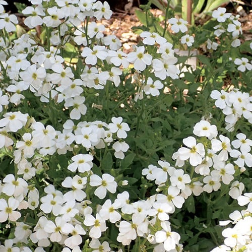 White Aubrieta Cultorum flower seeds for planting - Heirloom & Non-GMO garden seeds, popular ground cover