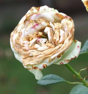 White Brown Rose Flower Seeds for Planting – Vibrant Colors, Heirloom, Non-GMO Seeds for Home Garden