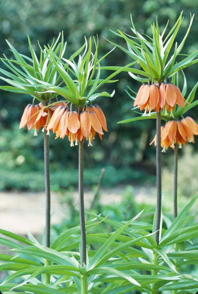 Burgundy Crown Imperial Flower Seeds – Colorful Display, Heirloom &amp; Non-GMO for Home Garden