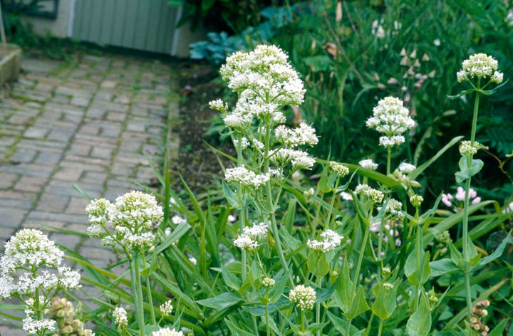 Centranthus Ruber Albus Flower Seeds for Planting | Heirloom Non-GMO High Germination Garden Seeds