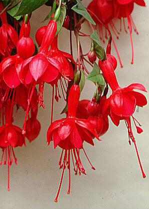 Red Double Petal Fuchsia Seeds for Planting – Heirloom, Non-GMO, High Germination Organic Garden Seeds