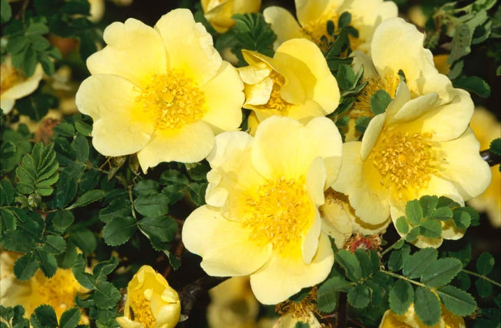 Rosa Xanthina Flower Seeds for Planting – Heirloom, Non-GMO, High Germination Organic Garden Seeds