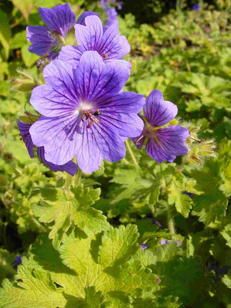 Light Violet Geranium Flower Seeds for Planting – Heirloom, Non-GMO, Easy to Grow, High Germination