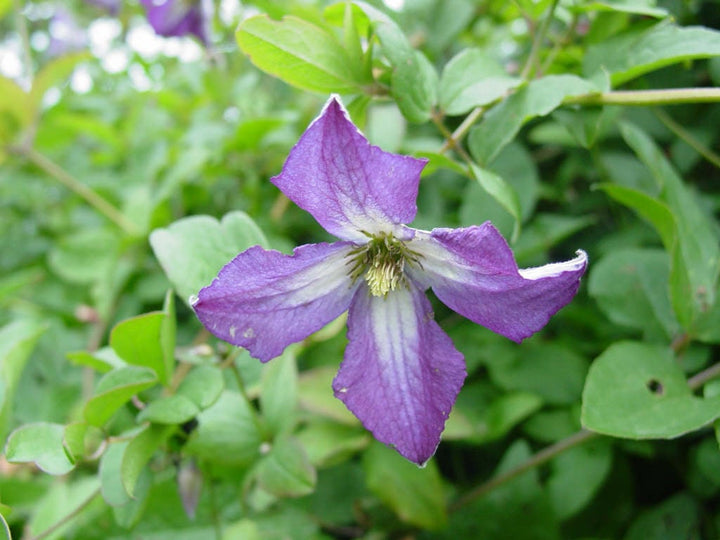 Violet White Clematis Flower Seeds for Planting – Heirloom, Non-GMO, Long Bloom Season, High Germination