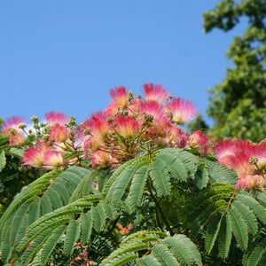 Flower Seeds, Seeds,Seeds For Planting,Plant Seeds