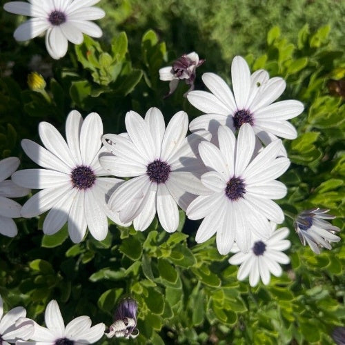 Eyed Flower Seeds for Planting – Heirloom, Non-GMO, High Germination Organic Garden Seeds