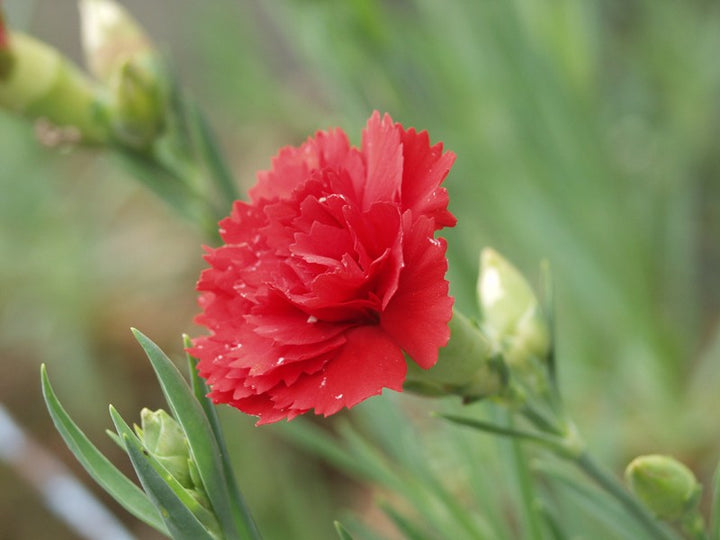 Carnation Red Flower Seeds for Planting – Premium Heirloom, Non-GMO, High Germination Organic Garden Seeds