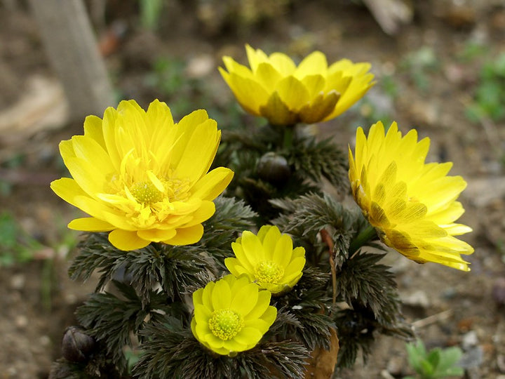 Yellow Adonis Flower Seeds for Planting – Cottage Garden Essential, Heirloom, Non-GMO, Organic Garden Seeds