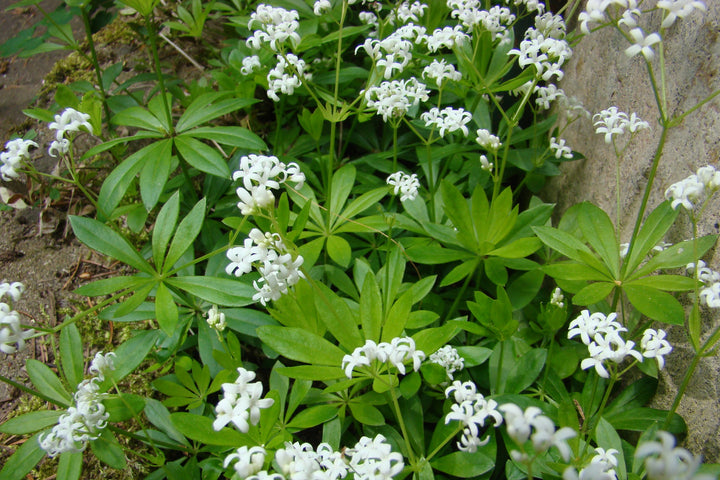 Galium Flower Seeds for Planting – Heirloom Non-GMO, High Germination Organic Garden Seeds