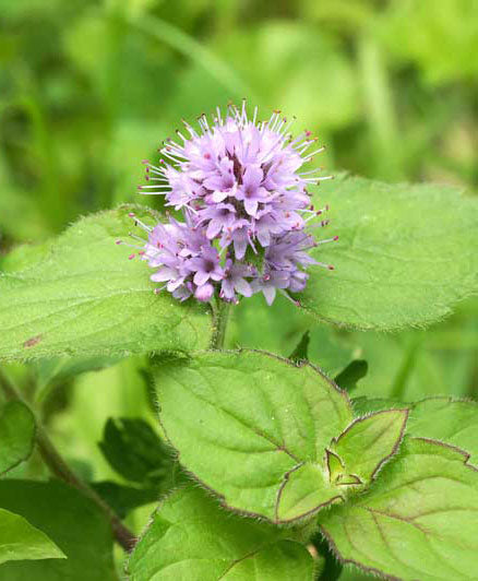 Pink United Mint Herb Seeds for Planting – Heirloom & Non-GMO Seeds for Fragrant, Unique Garden Herb