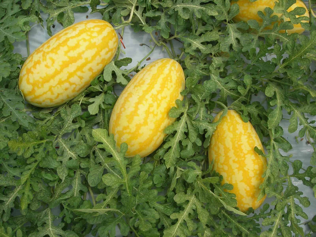 Fruit Seeds,Garden seeds, Seeds For Planting,Plant Seeds