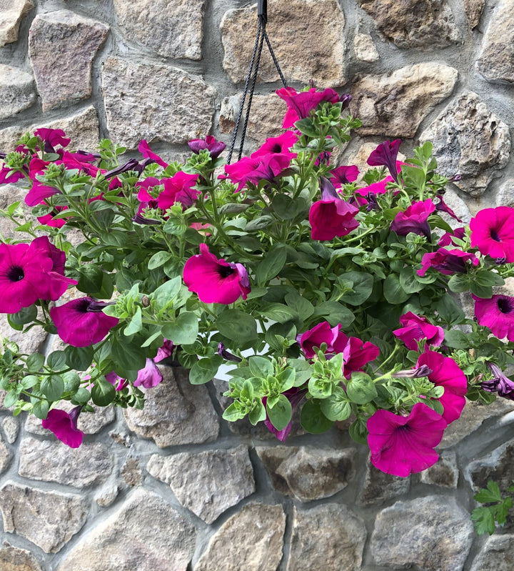 Pink Purple Hanging Petunia Seeds for Planting – Heirloom, Non-GMO, High Germination Organic Garden Seeds