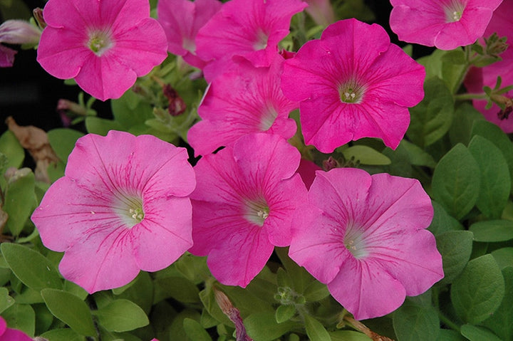 Cerise Pink Petunia Flower Seeds for Planting – Heirloom, Non-GMO, High Germination Organic Garden Seeds