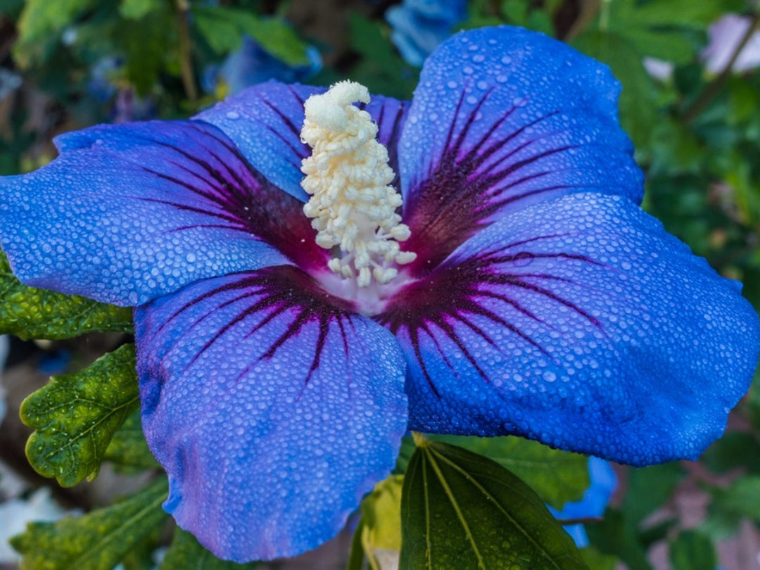 Blue Hibiscus Flower Seeds for Planting – Heirloom, Non-GMO Wildflower Mix with High Germination