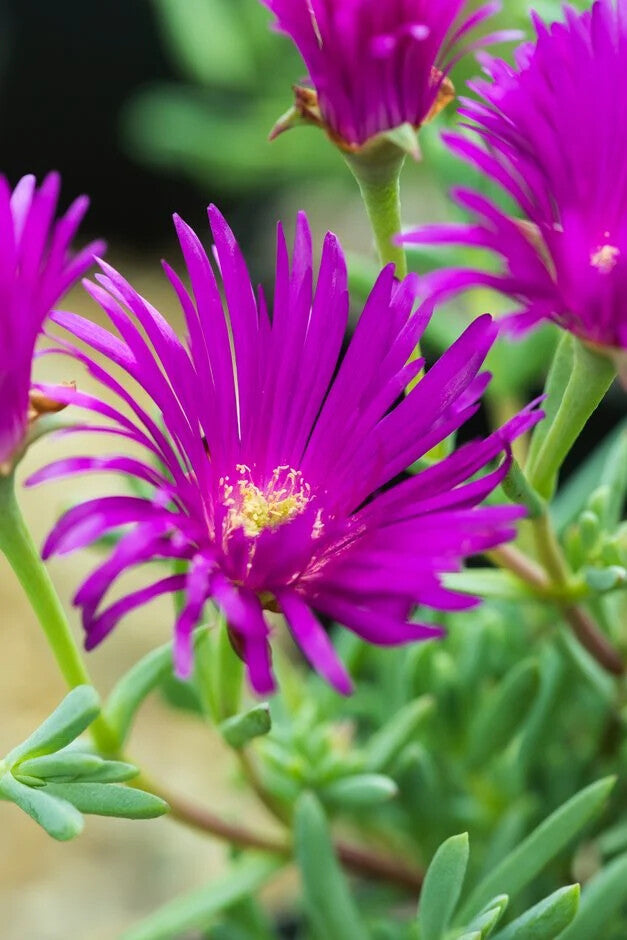 Lampranthus Roseus Flower Seeds for Planting – Heirloom Non-GMO, High Germination Organic Garden Seeds