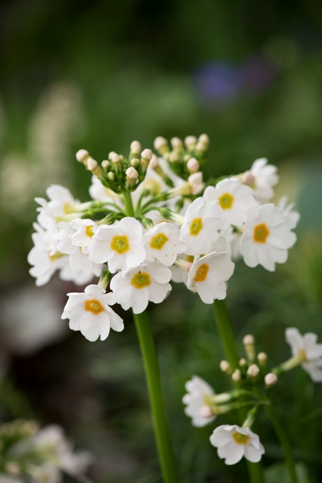 White Primula Flower Seeds for Planting – Heirloom Non-GMO High Germination Organic Garden Seeds