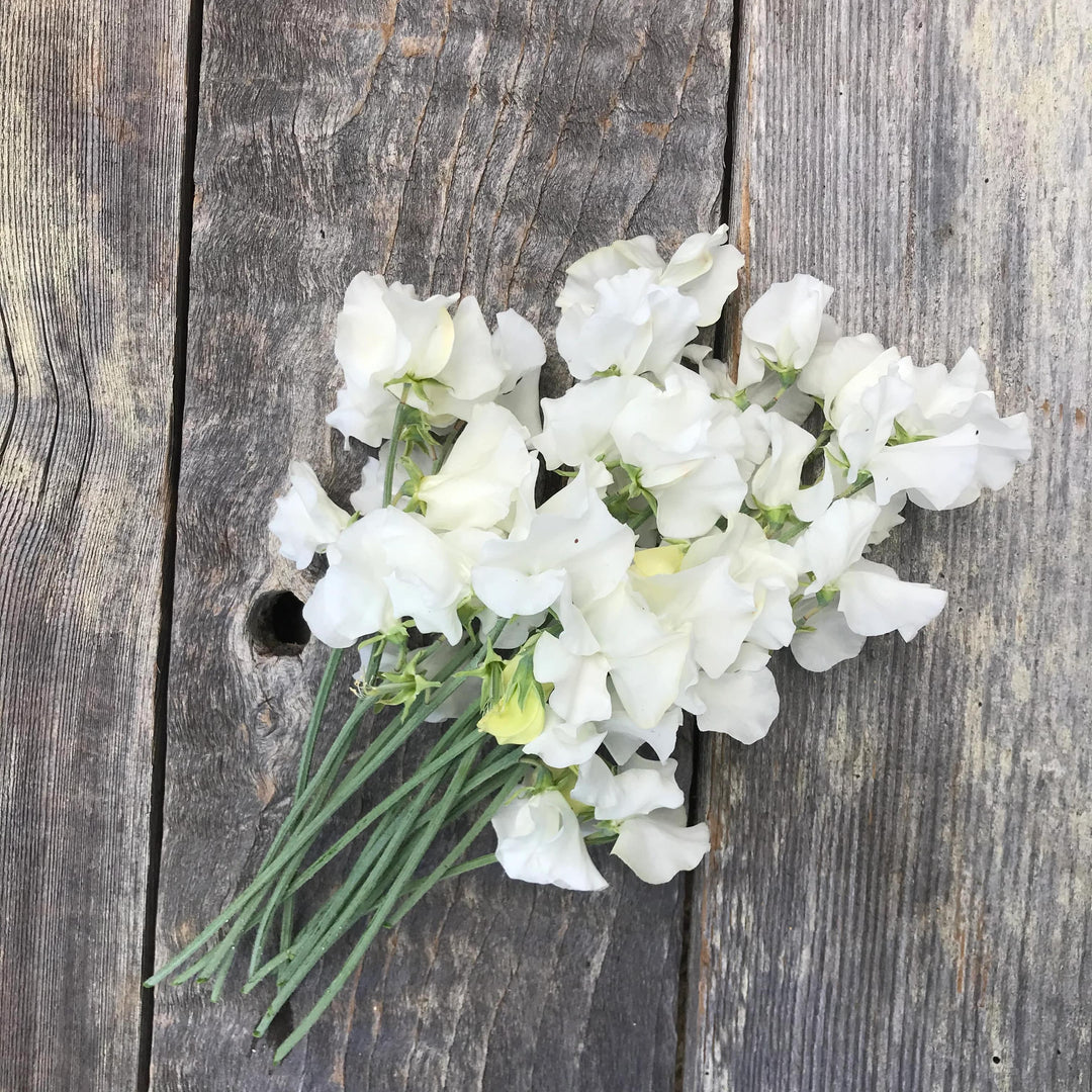 White Sweet Pea Flower Seeds – Heirloom & Non-GMO, Drought-Tolerant Blooms for Home Gardens