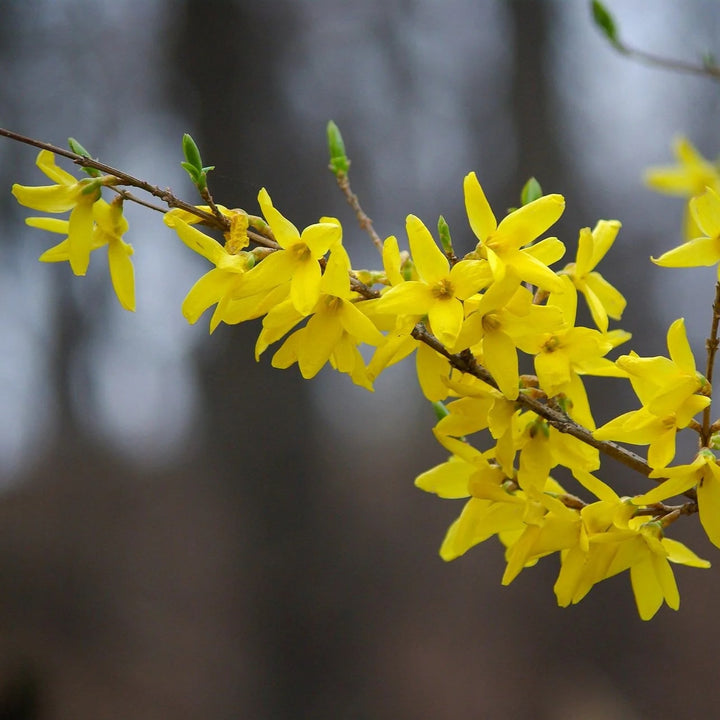 Forsythia Flower Seeds for Planting – Hardy Heirloom, Non-GMO, High Germination Organic Garden Seeds