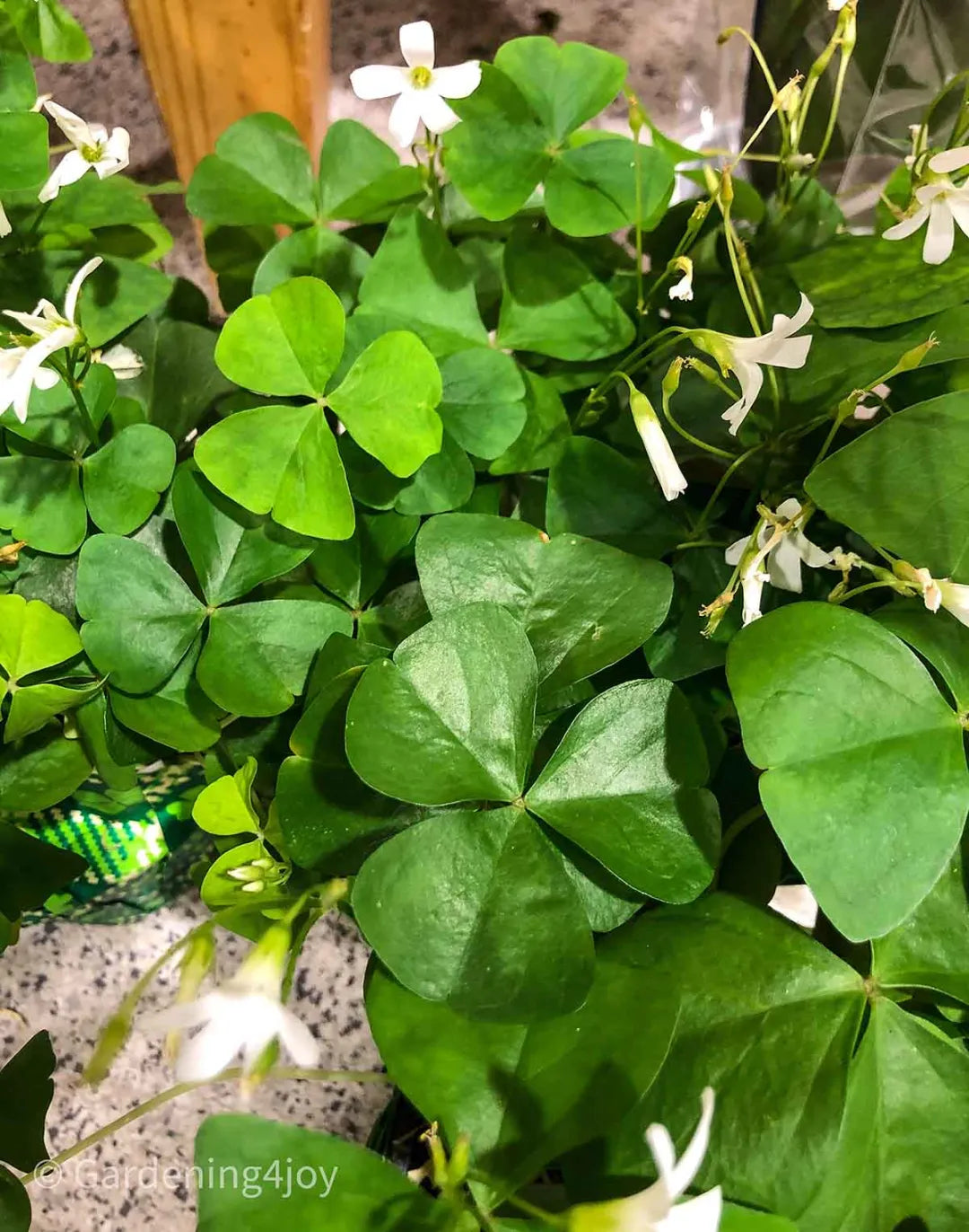 Irish Clover Shamrock Seeds – Heirloom Non-GMO Flowers for Garden Planting