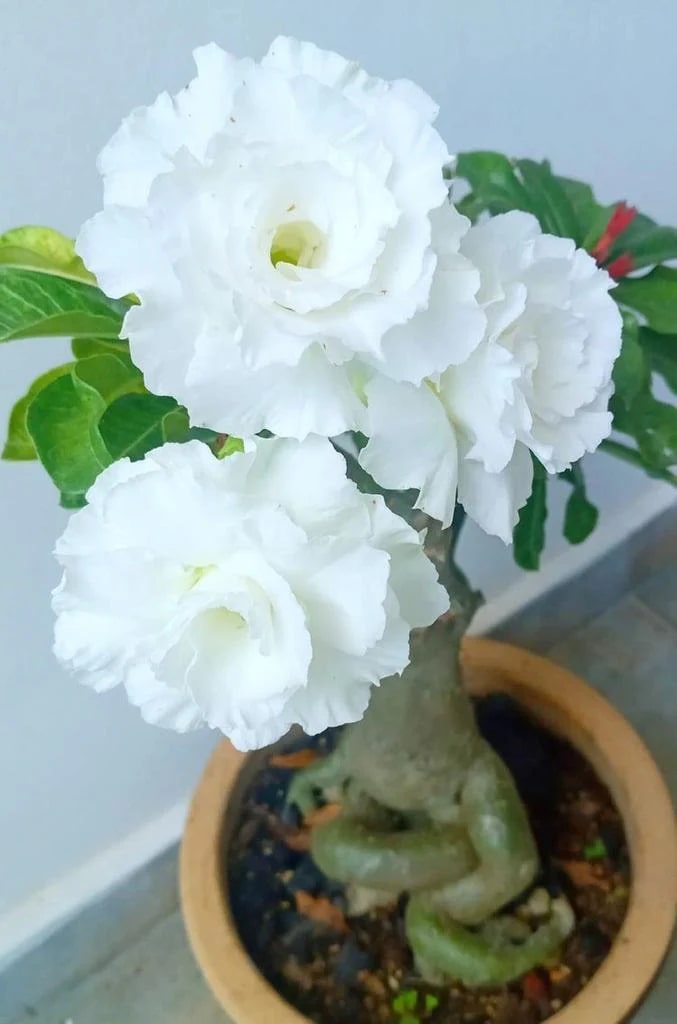 White Adenium Flower Seeds for Planting – Heirloom, Non-GMO, High Germination Organic Garden Seeds