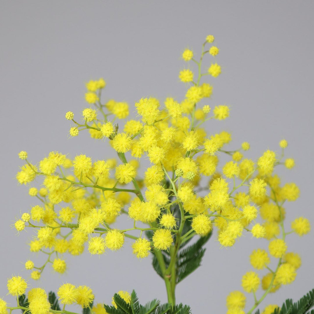 Mimosa Flower Seeds for Garden – Non-GMO, Heirloom, High Germination Seeds