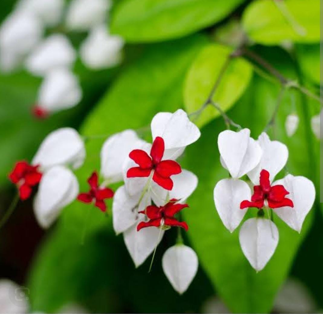 White Clerodendrum Thomsonae Flower Seeds for Planting – Heirloom, Non-GMO, High Germination Organic Garden Seeds