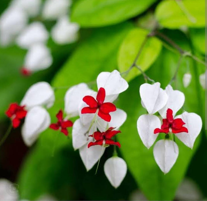 White Clerodendrum Thomsonae Flower Seeds for Planting – Heirloom, Non-GMO, High Germination Organic Garden Seeds