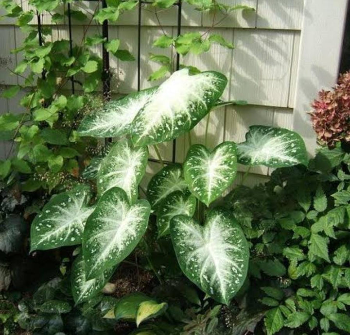 Green Thailand Caladium Flower Seeds for Planting – Heirloom, Non-GMO, High Germination Organic Garden Seeds
