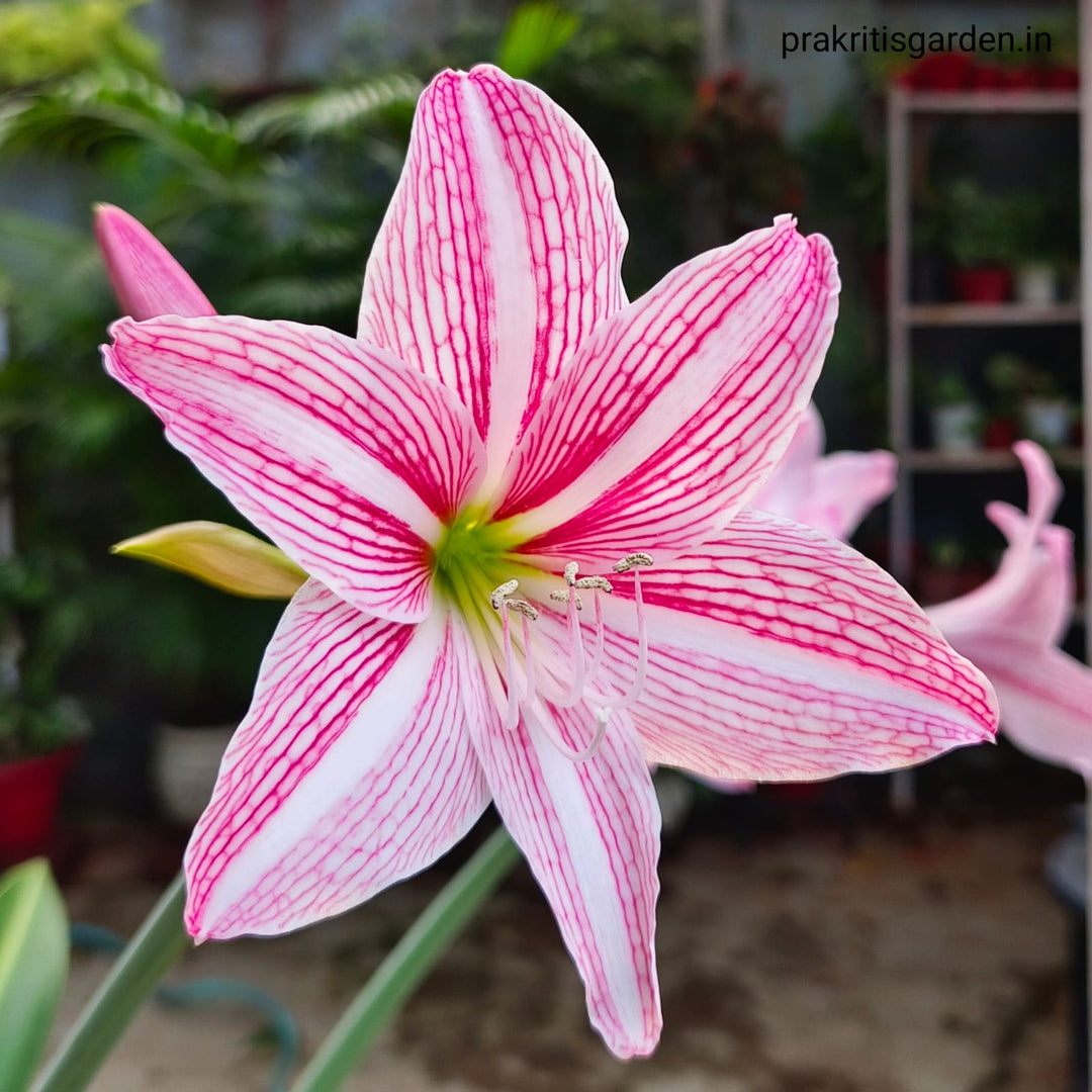 Pink White Amaryllis Flower Seeds for Planting – Heirloom, Non-GMO, Low Maintenance, High Germination Seeds