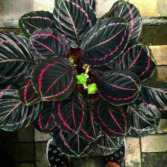 Black Calathea Flower Seeds for Planting | Heirloom, Non-GMO, High Germination Seeds