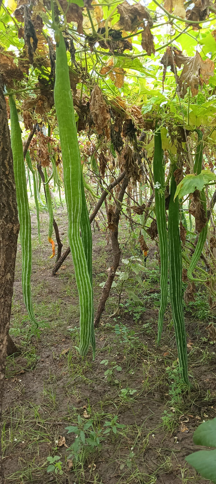 Green Serpent Gourd Vegetable Seeds for Planting – Heirloom & Non-GMO Seeds, Long Twisted Gourds for Unique Gardens