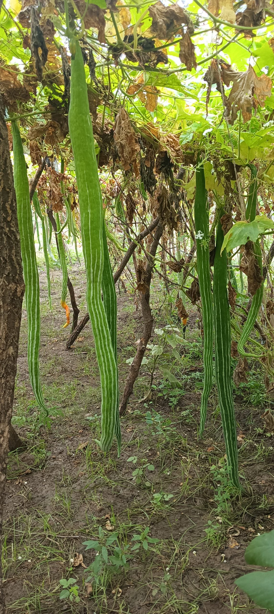 Green Serpent Gourd Vegetable Seeds for Planting – Heirloom & Non-GMO Seeds, Long Twisted Gourds for Unique Gardens