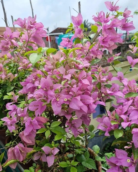 Light Pink Bougainvillea Seeds for Planting 100 pcs - Fragrant Blossoms, Heirloom & GMO Free Seeds for Home Garden