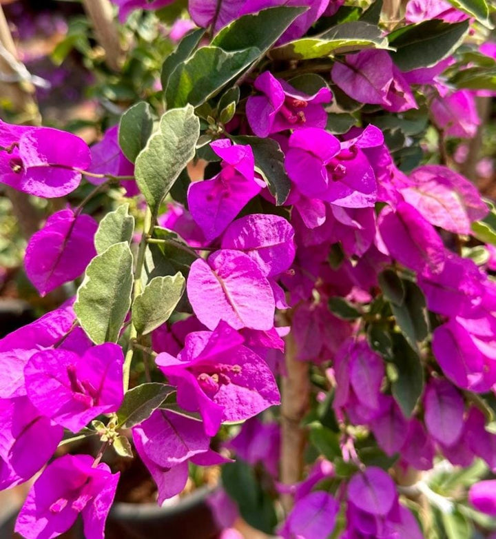 Bougainvillea Flower Seeds for Planting – Heirloom Non-GMO, High Germination Organic Garden Seeds