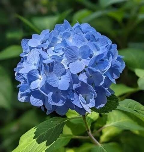 Deep Blue Hydrangea Flower Seeds for Planting – Heirloom Non-GMO, High Germination Organic Garden Seeds