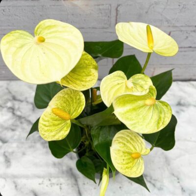 Light Yellow Anthurium Flower Seeds for Planting – Heirloom, Non-GMO, High Germination Organic Garden Seeds